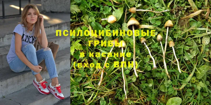 купить наркотики цена  Белоусово  Галлюциногенные грибы Cubensis 